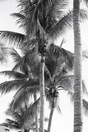 Coconut treeの写真素材