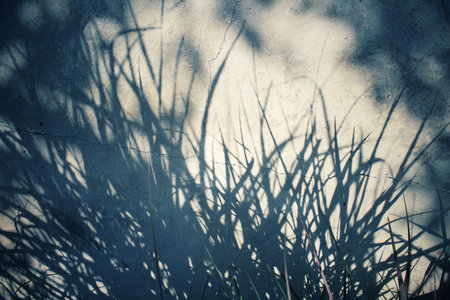 Leaves with shadowの写真素材