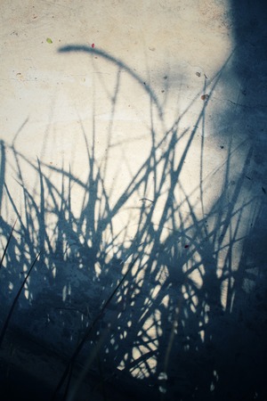 Leaves with shadowの写真素材