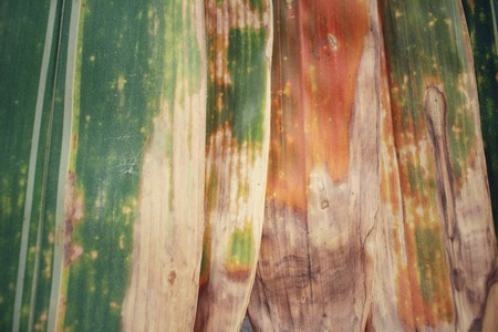 Bamboo dried leavesの写真素材