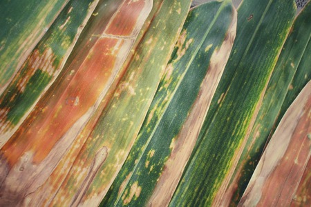 Bamboo dried leavesの写真素材