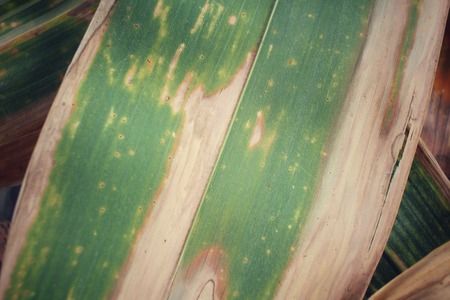 Bamboo dried leavesの写真素材