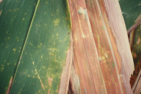 Bamboo dried leavesの写真素材
