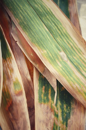 Bamboo dried leavesの写真素材