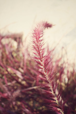 Vintage spring flowersの写真素材