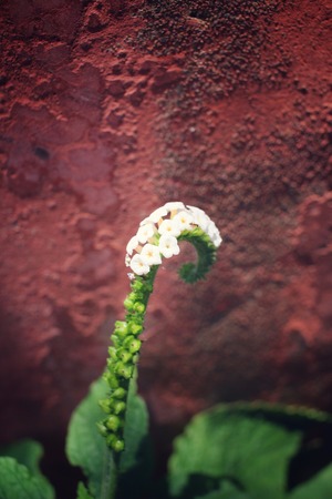 Spinach flowersの写真素材