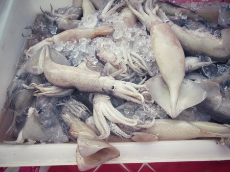 Fresh squidの写真素材