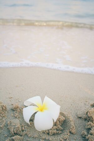 Frangipani flower on the beachの写真素材
