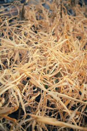 Dry grassの写真素材