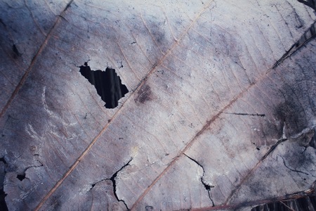 Dried leavesの写真素材