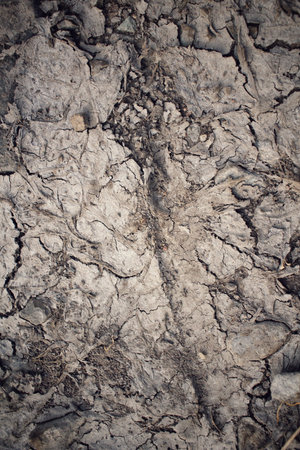 Cracked dry soilの写真素材