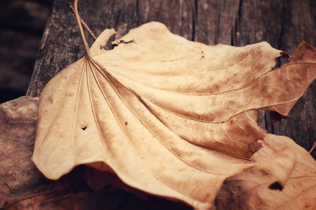 Dried leavesの写真素材