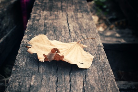 Dried leavesの写真素材