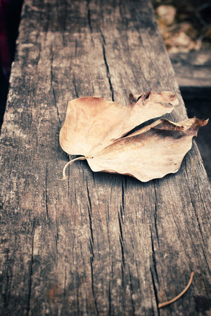 Dried leaves