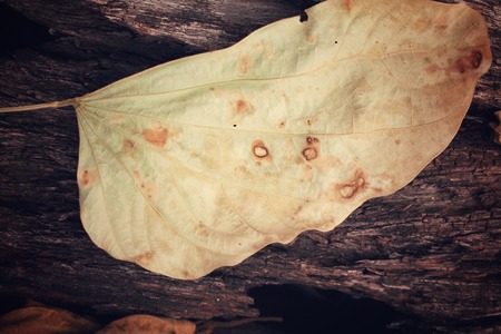 Dried leavesの写真素材