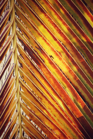 Coconut leaves
