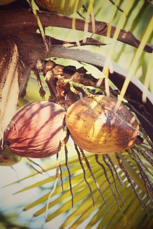 Coconut treeの写真素材