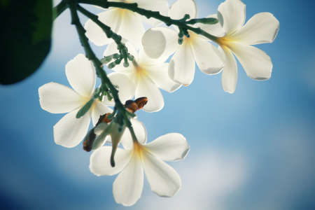 White frangipani flower on treeの写真素材