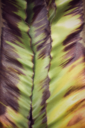 Dried fern leavesの写真素材