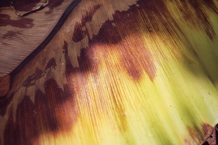 Dried fern leavesの写真素材