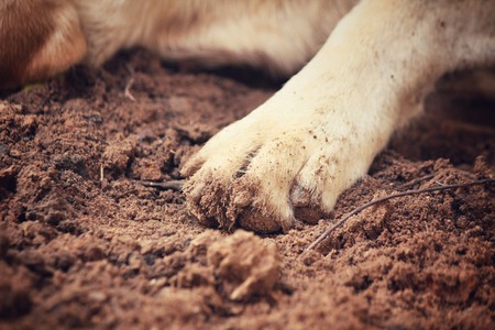 Dog footの写真素材