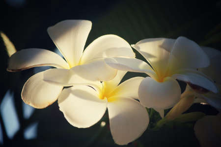 White frangipani flower on treeの写真素材