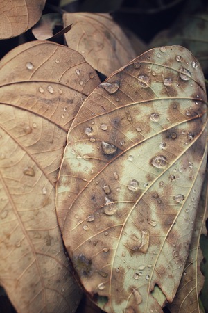 Dried leaves with water dropの写真素材