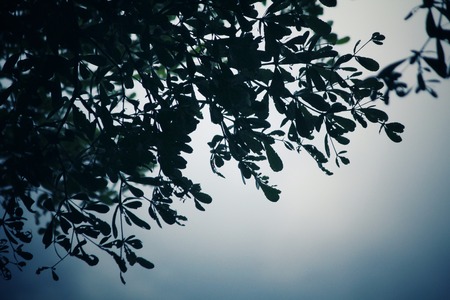 Leaves with shadowの写真素材