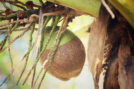 Coconut treeの写真素材