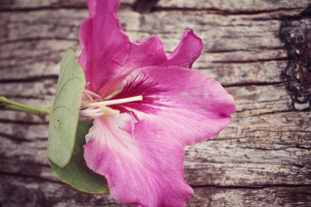 Pink flower