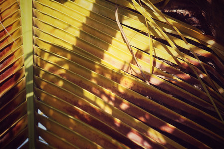 Coconut leaves