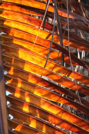 Coconut leavesの写真素材