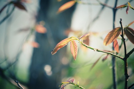 Red leaves in autumnの写真素材