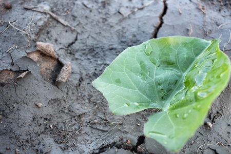 Cracked dry soil with leavesの写真素材