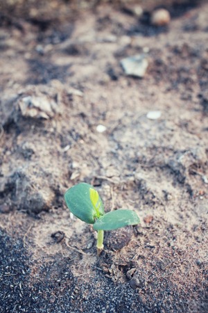 Plants on soilの写真素材