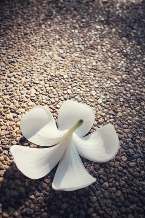 White frangipani flowerの写真素材