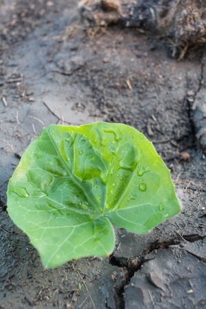 Cracked dry soil with leavesの写真素材