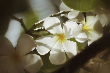 White frangipani flower on treeの写真素材