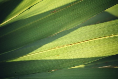 Palms leaves with shadowの写真素材