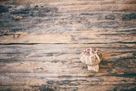 Shiitake mushroomの写真素材