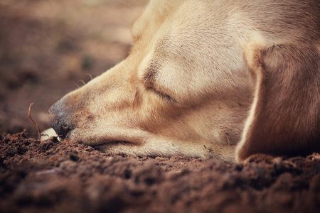 Labrador sleepingの写真素材