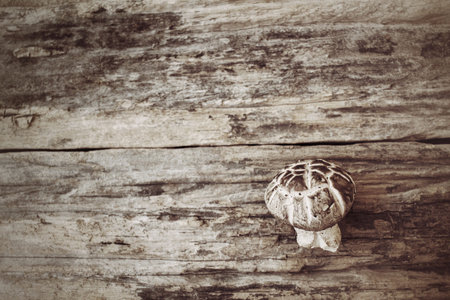 Shiitake mushroom