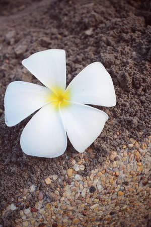 White frangipani flowerの写真素材
