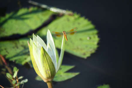 lotus flowerの写真素材