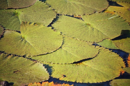 Lotus leavesの写真素材