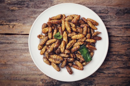 Silkworm pupaeの写真素材