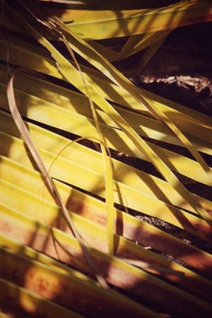 Coconut leavesの写真素材