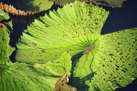 Lotus leavesの写真素材