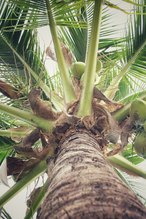 Coconut tree