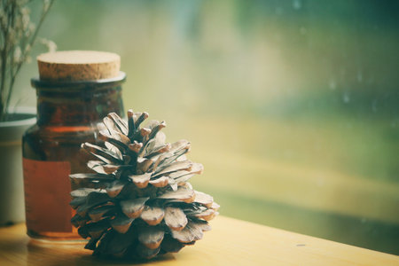 Pine coneの写真素材